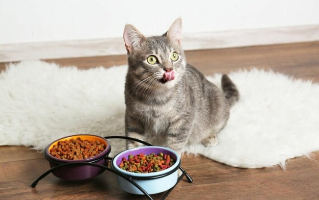 5 dicas para melhorar a alimentação do seu gato