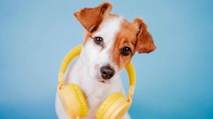 Músicas perfeitas para cães e gatos ouvirem em cada momento da
vida