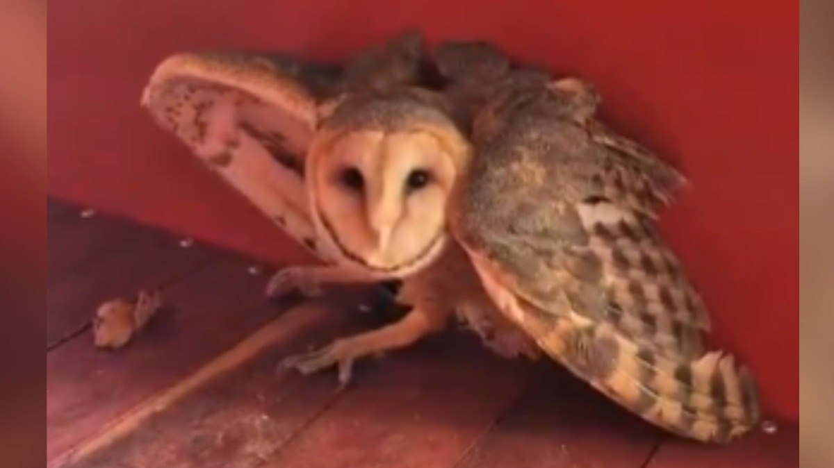 Bombeiros%20resgatam%20coruja%20suindara%20em%20rodovi%C3%A1ria