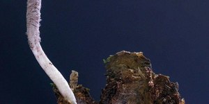 Cientista descobre espécie de fungo "zumbi" no Rio de Janeiro