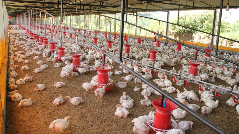 Língua eletrônica pode identificar gripe aviária com mais de 98% de precisão