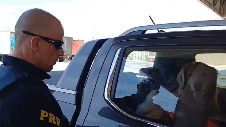 Motorista é preso pela PRF por maus-tratos a animais na Dutra
