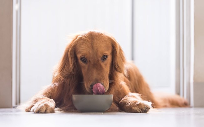 Petiscos podem ajudar a organizar comportamento dos pets; entenda C3ewetv1kzidfgdy7v66e1t5i