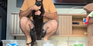Após acertar resultados, gato vidente prevê destino do Brasil