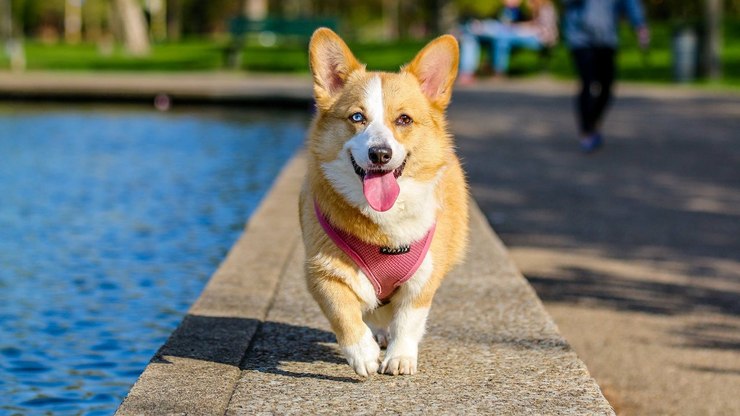 Confira 7 desafios reais de ter um corgi em casa
