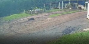 VÍDEO: jovem foge de javali e se esconde em refeitório em SC