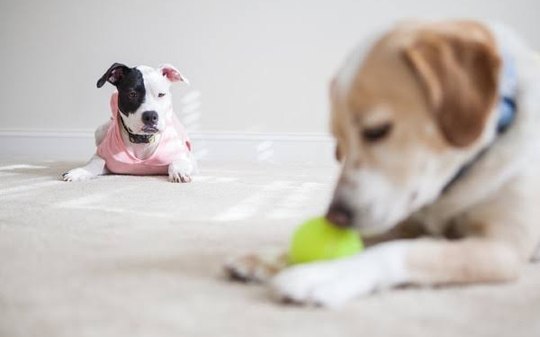 Cachorros sentem ciúme? Entenda o que diz a ciência