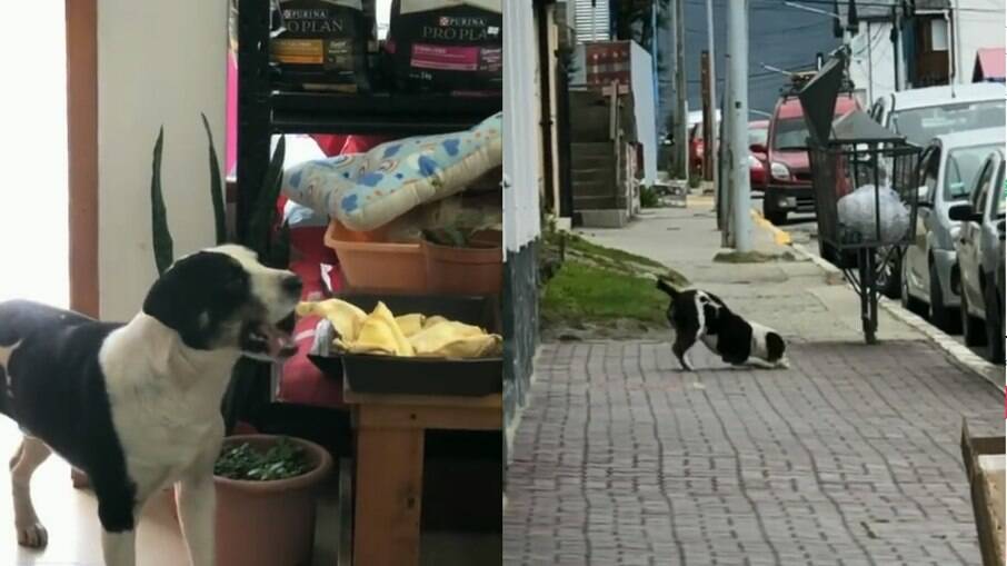Cachorro comemora que conseguiu pegar um alimento