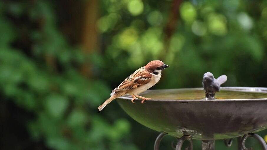 Fontes de água fresca vão atrais os pássaros com sede e também para tomarem aquele bom banho