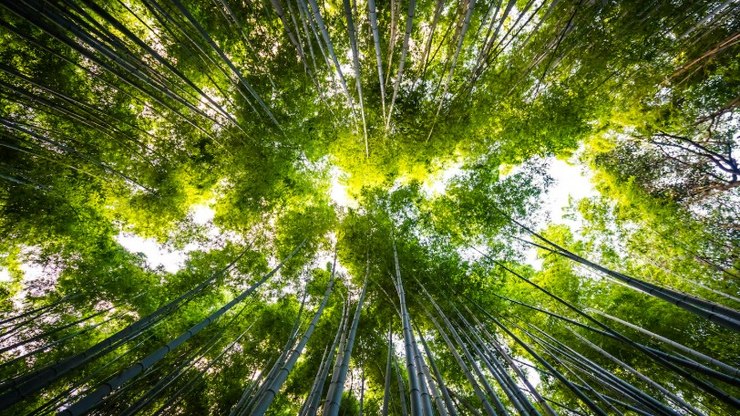 O ESG está perdendo força nas empresas brasileiras?
