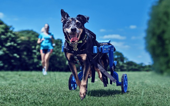 Decathlon lança pethletes, próteses para cães com deficiência se tornarem atletas
