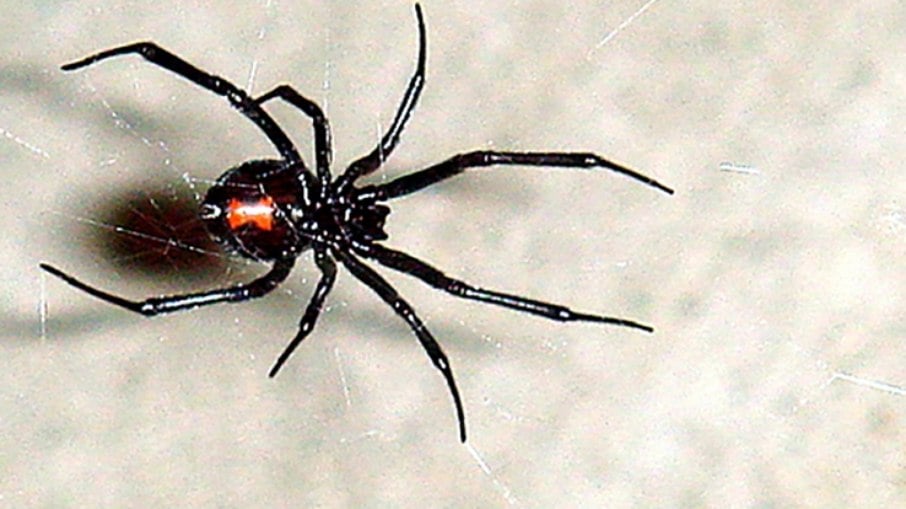Outra aranha perigosa é a  viúva-negra