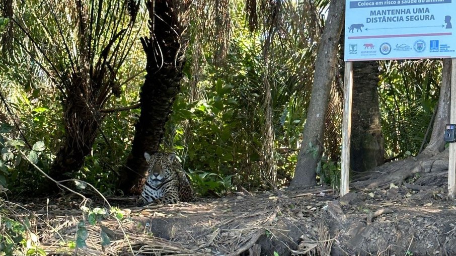 Onça-pintada pode ter atacado homem no MS