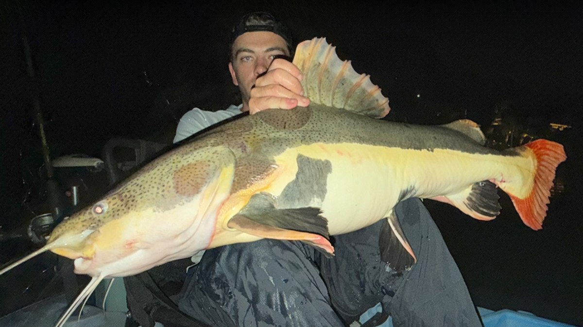 Pescador bate recorde brasileiro ao fisgar pirarara de 91 cm Pescador bate recorde brasileiro ao fisgar pirarara de 91 cm