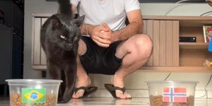 Gato vidente prevê destino do Brasil contra Noruega na Copa