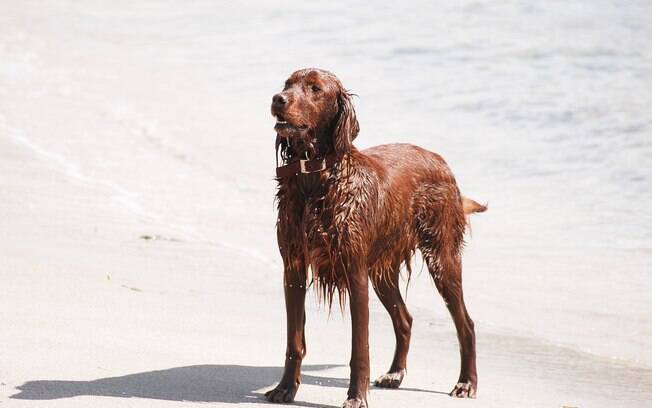 Conheça as raças de cachorro que são amantes da água e exímios nadadores
