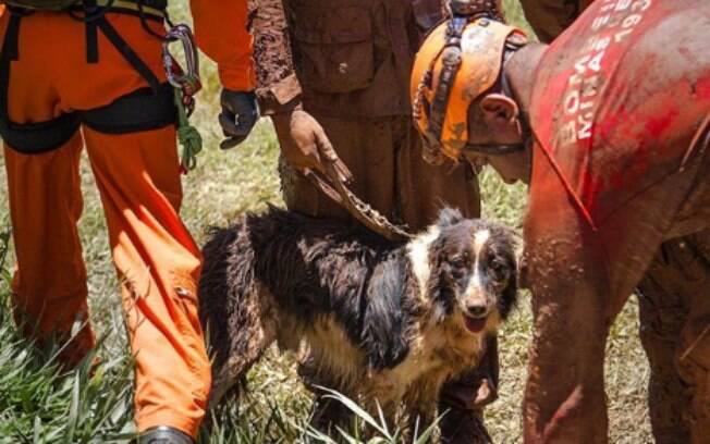 Thor também está trabalhando nas buscas das vítimas do rompimento da barragem da Vale, em Brumadinho