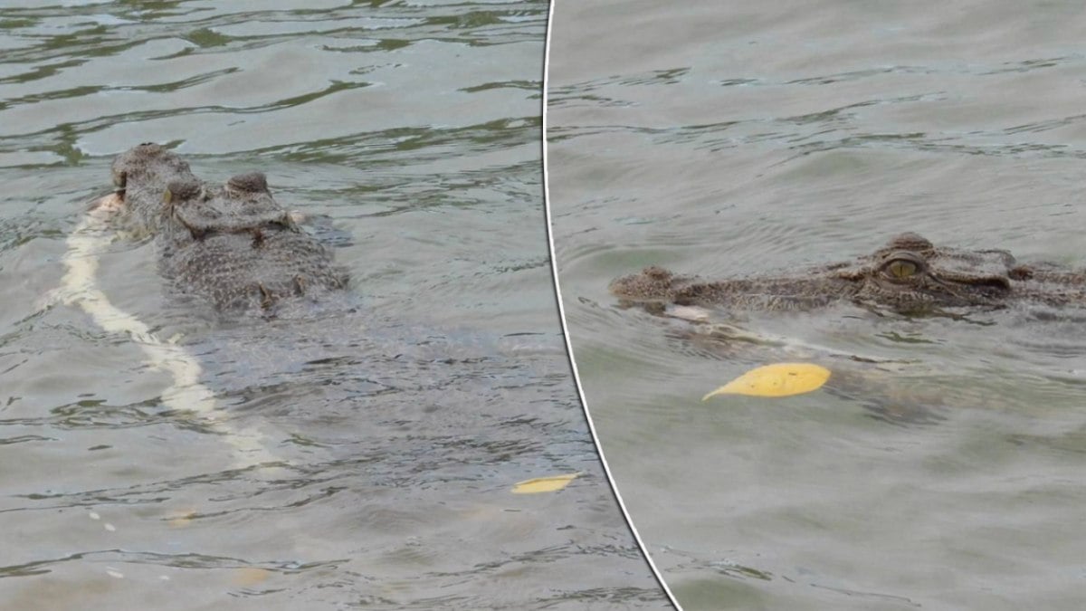 Crocodilo visto com cobra gigante na boca