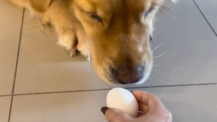 Tutora dá ovo cru para golden e reação do animal a surpreende