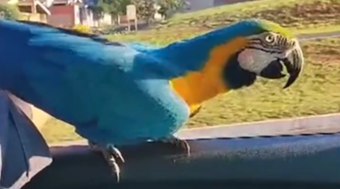 Arara-canind%C3%A9%20%22pega%20carona%22%20em%20carro%20de%20pol%C3%ADcia%20em%20SP
