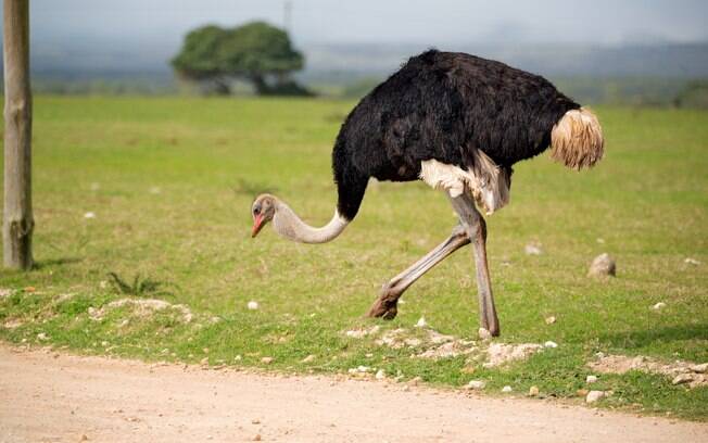 Você vai se assustar com o tamanho dos maiores animais do mundo e o avestruz é um deles