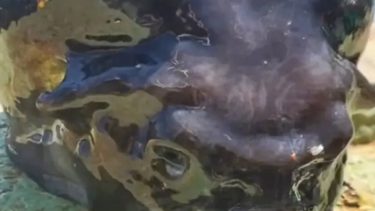 Essa não foi a primeira vez que o pescador encontra um animal bizarro Essa não foi a primeira vez que o pescador encontra um animal bizarro