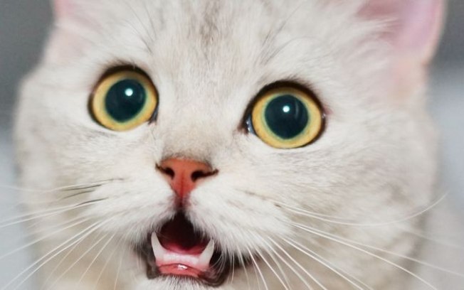 Gatos podem ter quase 300 expressões faciais