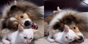 Gatinho e cachorrinha viram melhores amigos em 15 dias
