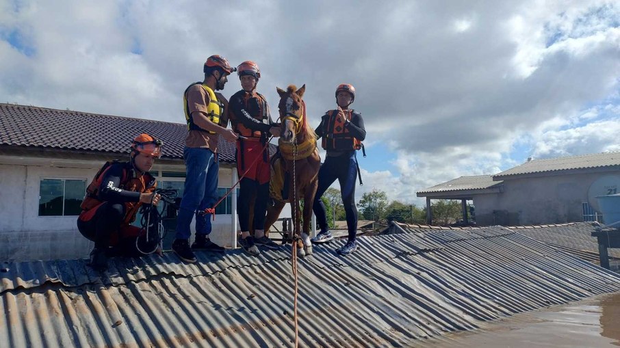 Égua resgatada nesta quinta-feira (9) em Canoas