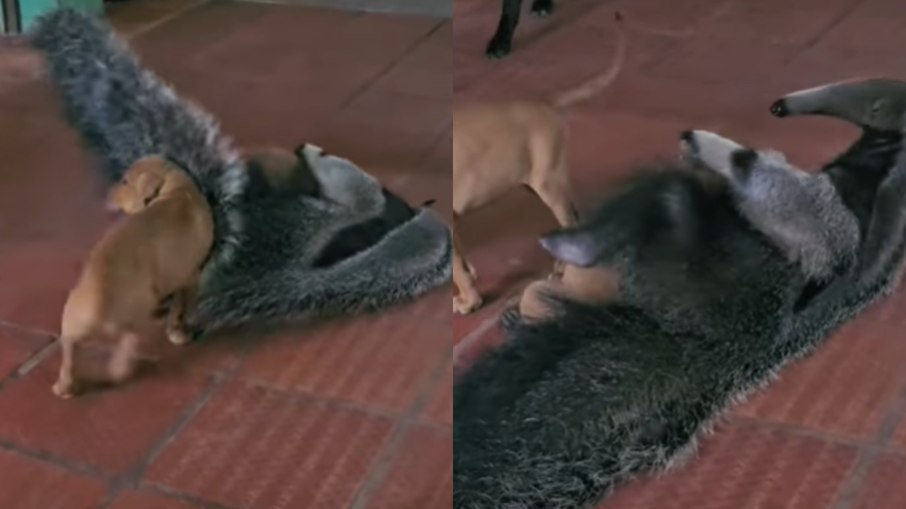 Cachorros brincam com tamanduá Cachorros brincam com tamanduá