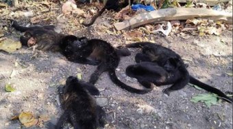 Macacos caem de árvores e morrem por causa do calor no México