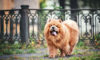 Cachorro da raça Chow-chow é agressivo e perigoso? 