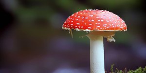 Fungo resistente ao calor pode matar milhões nos próximos anos