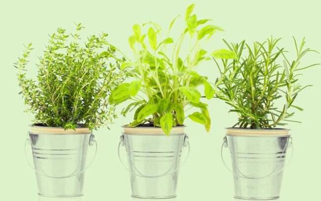 5 plantas que atraem proteção: saiba quais são para ter em seu lar