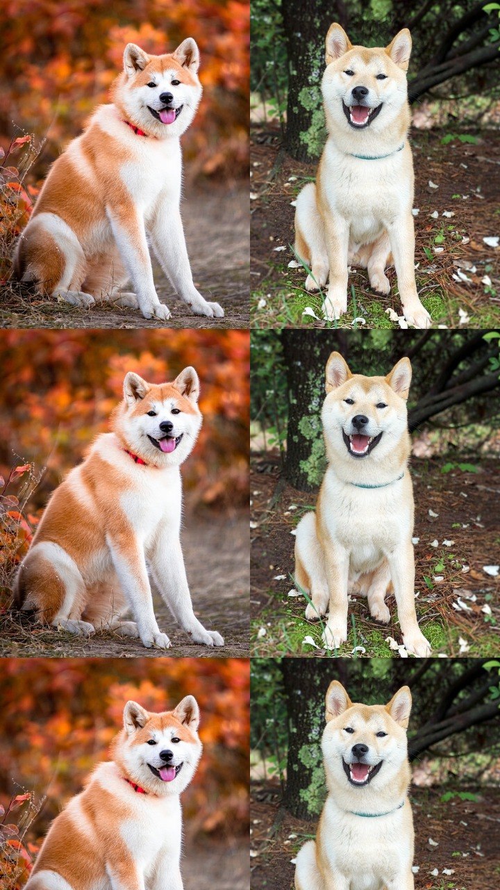 Akita e shiba sales inu