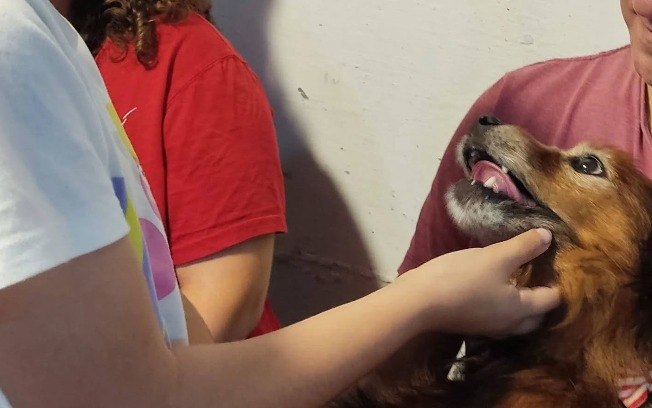 Meu cãozinho ajuda a acalmar as crianças no bunker nos momentos dos ataques do Irã a Israel