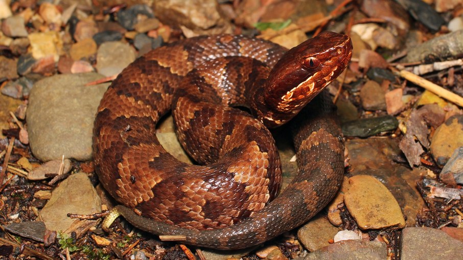 A cottonmouth, também chamada de cobra boca-de-algodão ou mocassim-d'água, é nativa do sudeste dos Estados Unidos A cottonmouth, também chamada de cobra boca-de-algodão ou mocassim-d'água, é nativa do sudeste dos Estados Unidos