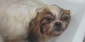 Shih Tzu relaxa no banho e quase dorme