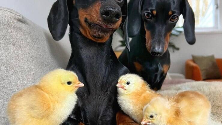 As dores da amizade! Momento engraçado entre cão e pintinhos viraliza