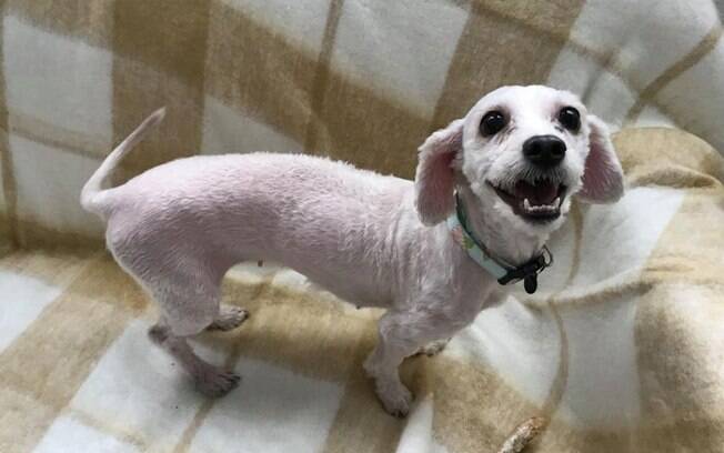 Cadela não para de sorrir após transformação no pelo