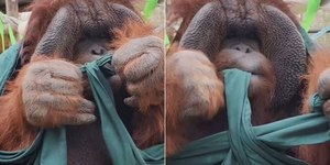 Macaco dá nó perfeito e choca; entenda a inteligência da espécie