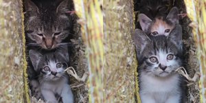 Ninhada de gatos encanta internautas ao ganhar chamego da mãe