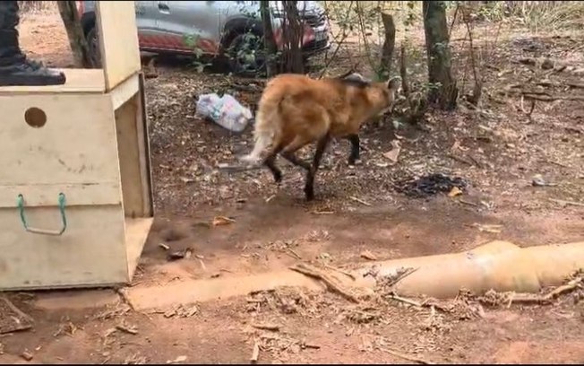 VÍDEO: Lobo-guará é solta pela Polícia Militar Ambiental e volta á natureza em Araraquara VÍDEO: Lobo-guará é solta pela Polícia Militar Ambiental e volta á natureza em Araraquara