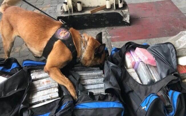 Cão farejador Black da Polícia Federal encontrou cocaína apesar do uso de orégano para disfarçar droga