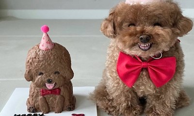 Poodle caramelo viraliza ao ganhar bolo miniatura de si mesmo