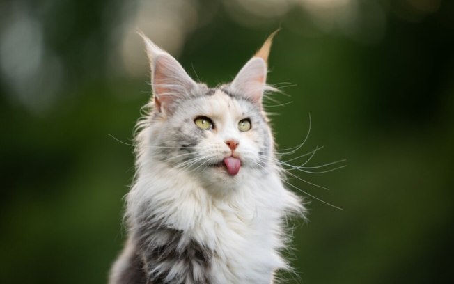 7 raças de gato mais bonitas do mundo