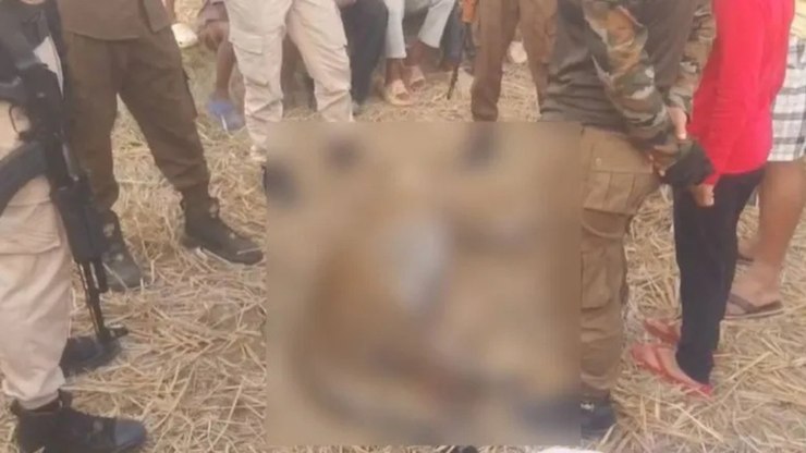 Leopardo é morto por moradores após atacar um homem; entenda