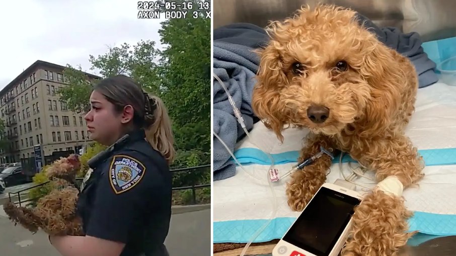 Policiais de Nova York se emocionam ao salvar poodle que a própria dona feriu e 'jogou fora' em um parque de Nova York