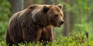Homem é morto por urso na Bulgária no primeiro ataque em 16 anos