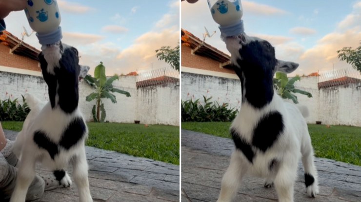Cabritinho mama como se fosse a última mamadeira do mundo